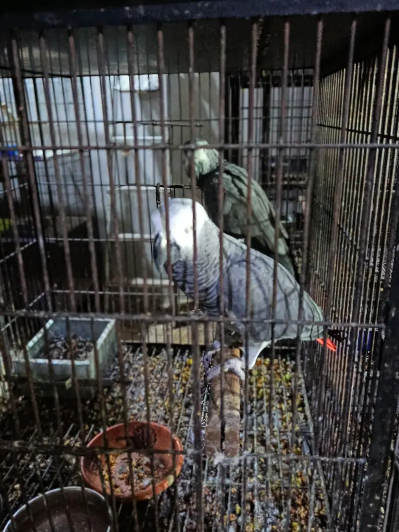 grey parrots — photo 2