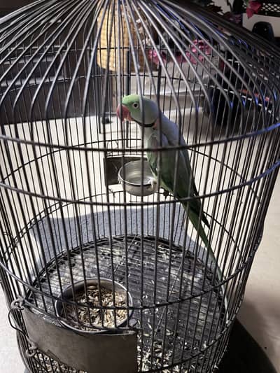 Raw parrot