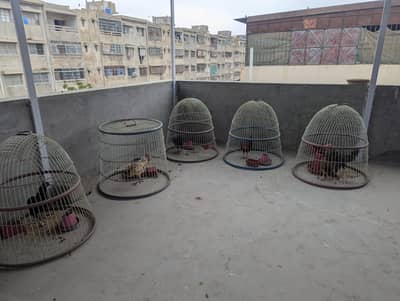 Murgha Murghi and Cage