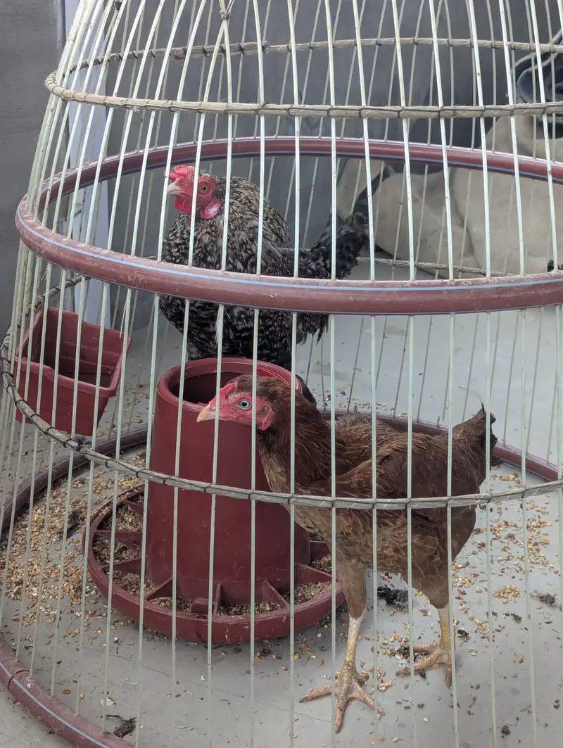 Murgha Murghi and Cage — photo 2
