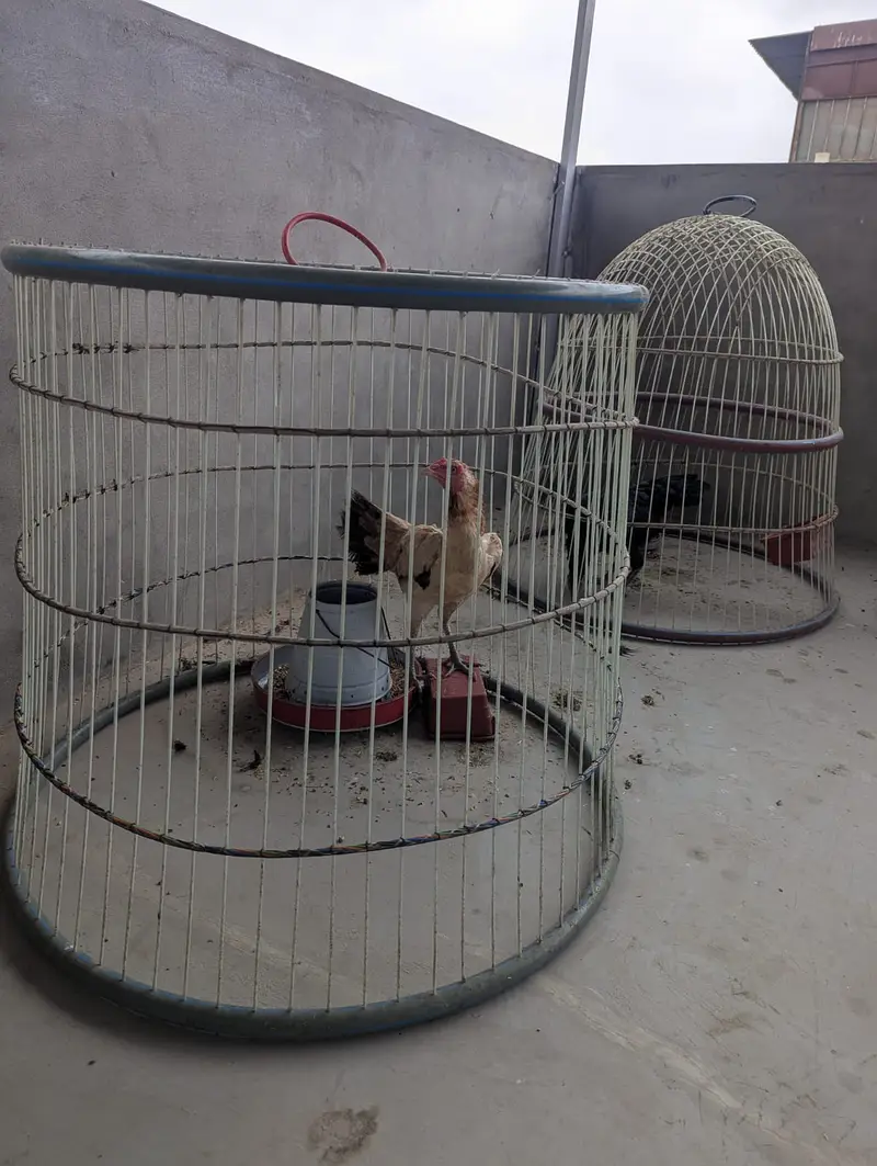 Murgha Murghi and Cage — photo 3