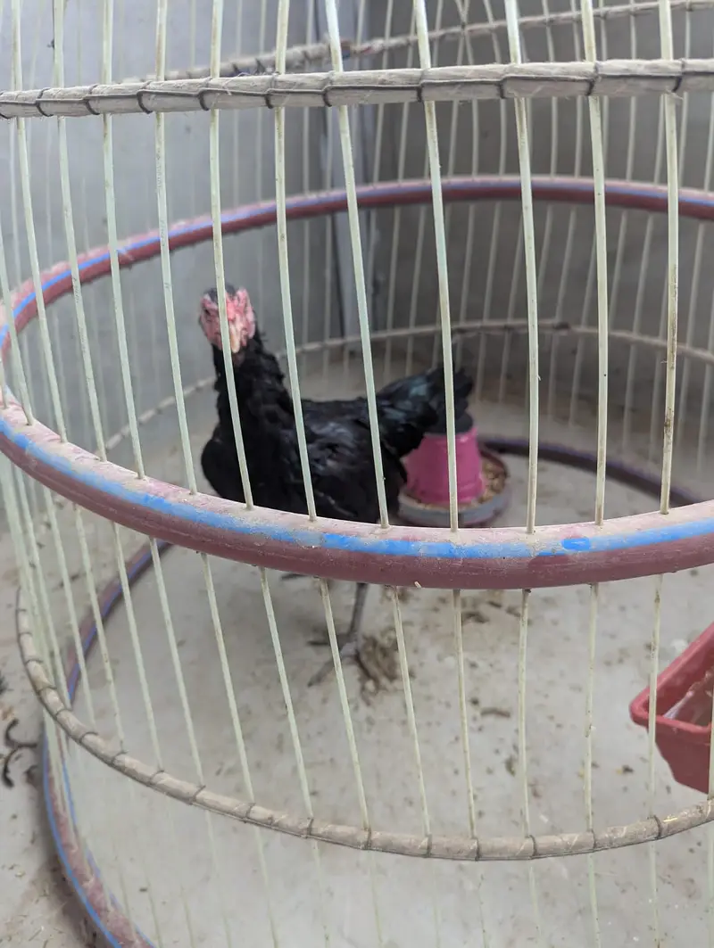 Murgha Murghi and Cage — photo 4