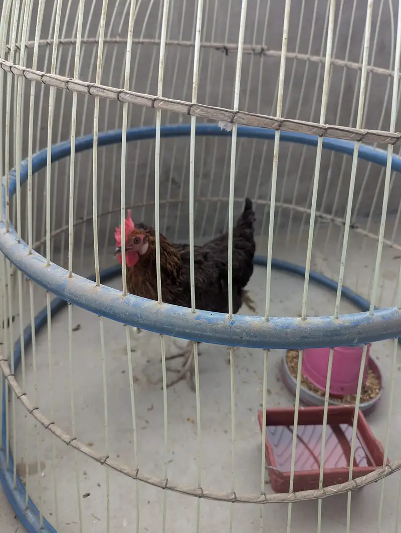 Murgha Murghi and Cage — photo 5