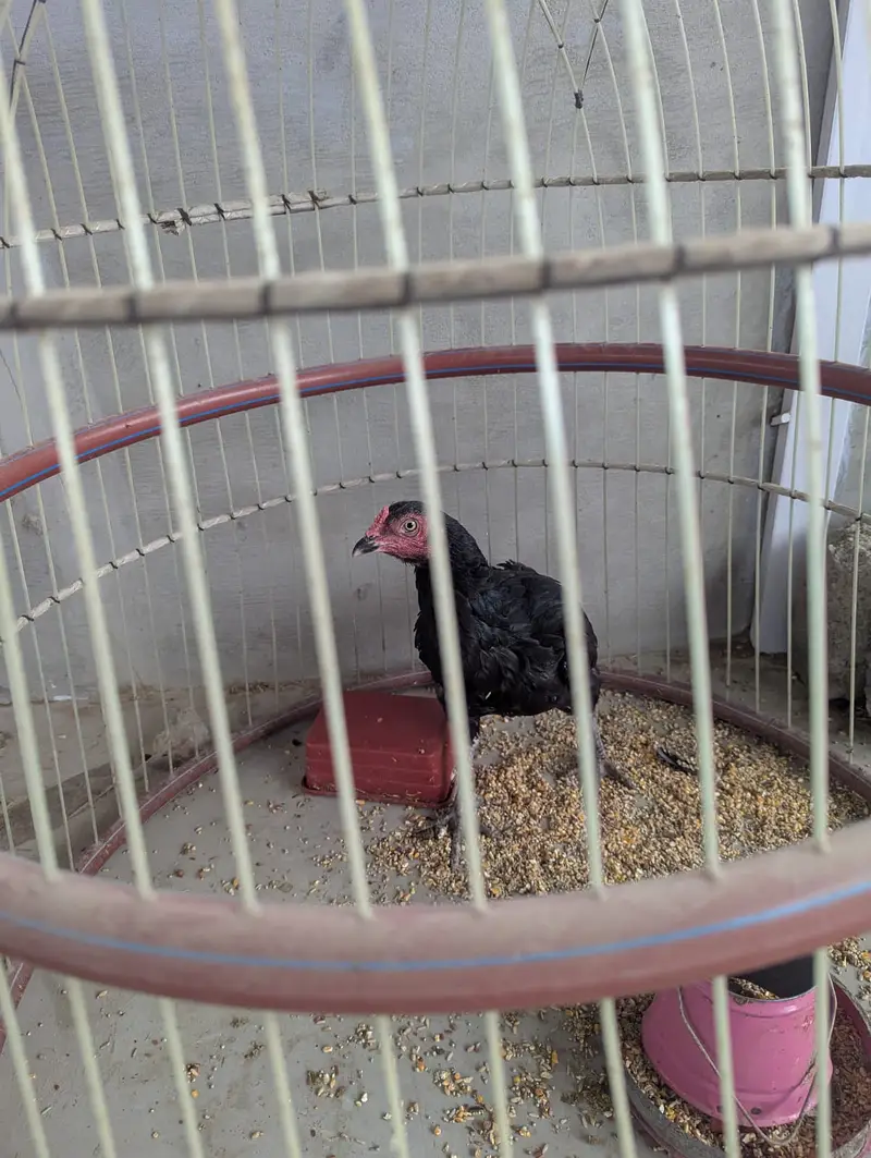 Murgha Murghi and Cage — photo 6