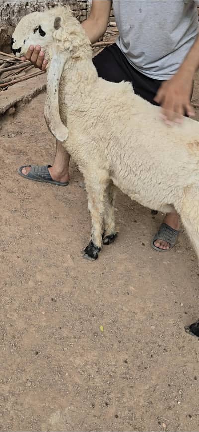 kajla Sheeps Dumba Goats