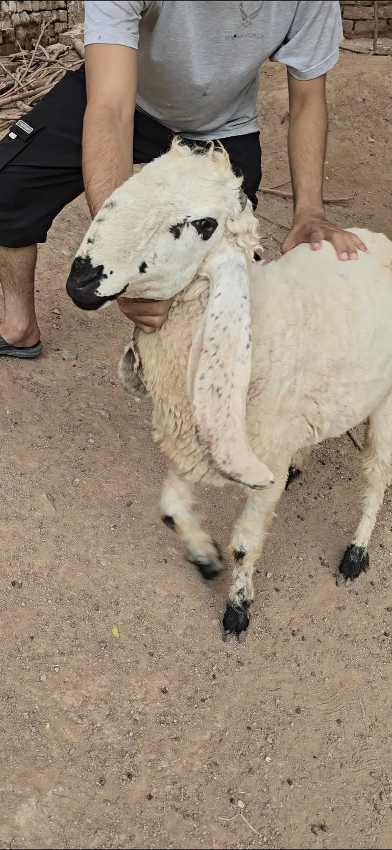 kajla Sheeps Dumba Goats — photo 2