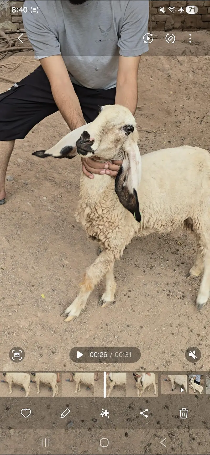 kajla Sheeps Dumba Goats — photo 3