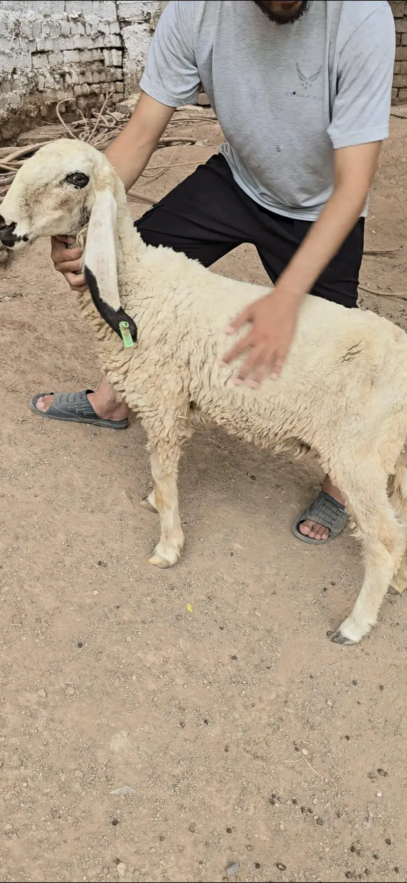 kajla Sheeps Dumba Goats — photo 4