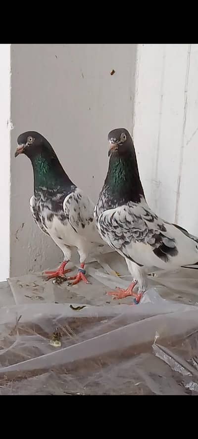 Sethwala Pure Teddy Pair