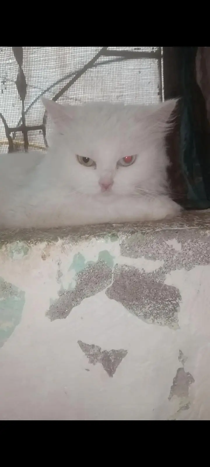odd eyes 3coat friendly cat — photo 4