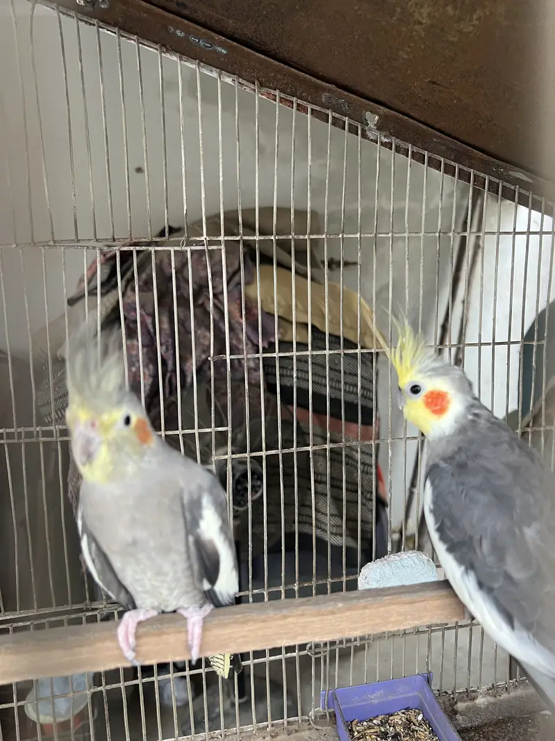 5 portion cage with lovebirds and cocktails — photo 2