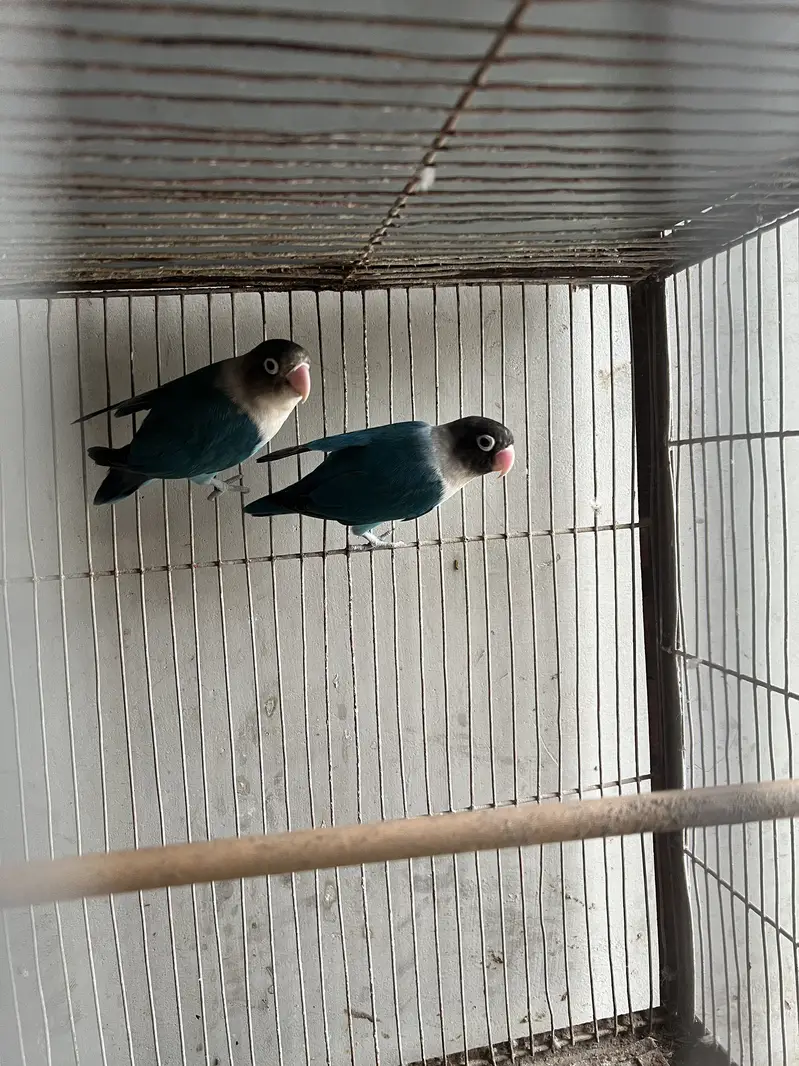 5 portion cage with lovebirds and cocktails — photo 3