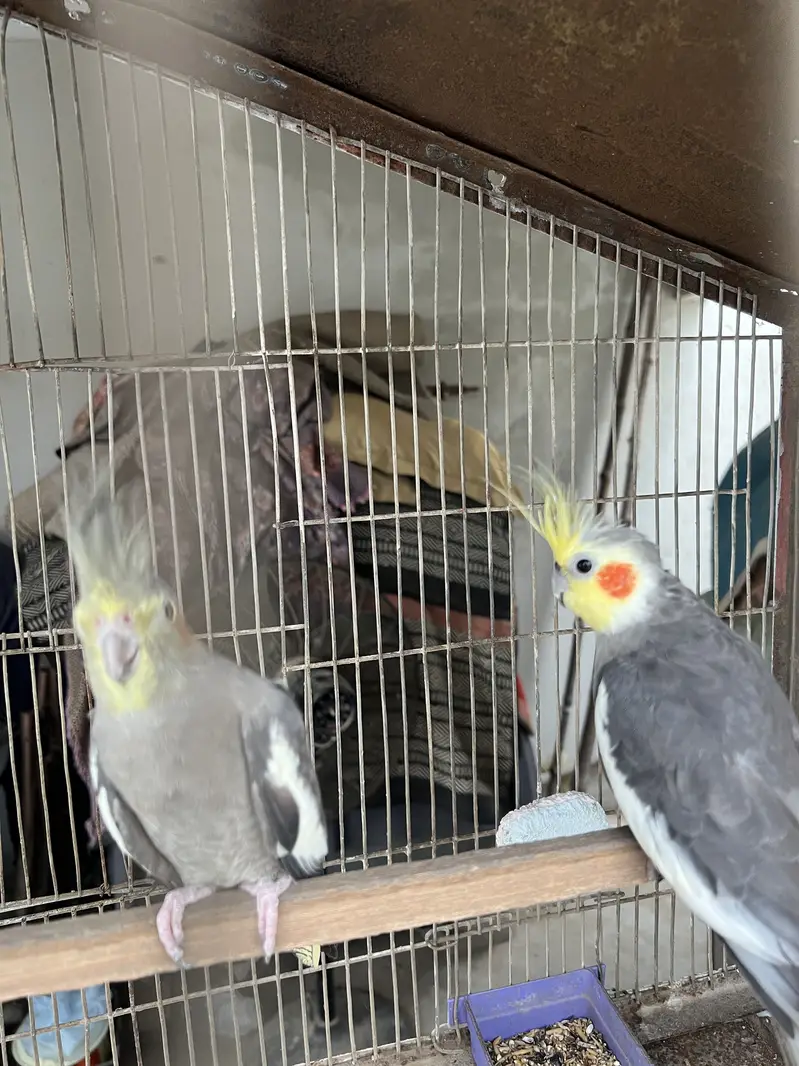 5 portion cage with lovebirds and cocktails — photo 4