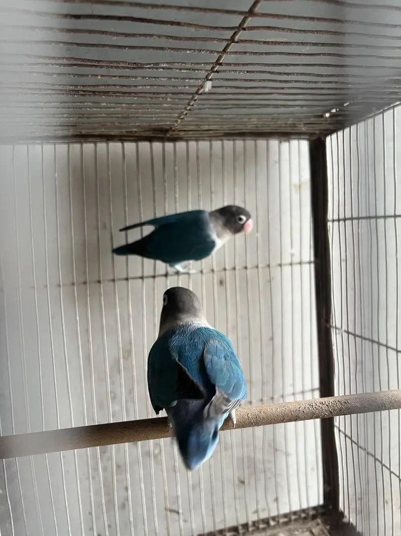 5 portion cage with lovebirds and cocktails — photo 5