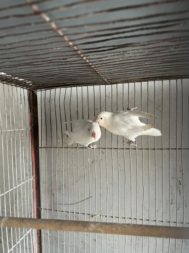 5 portion cage with lovebirds and cocktails — photo 6