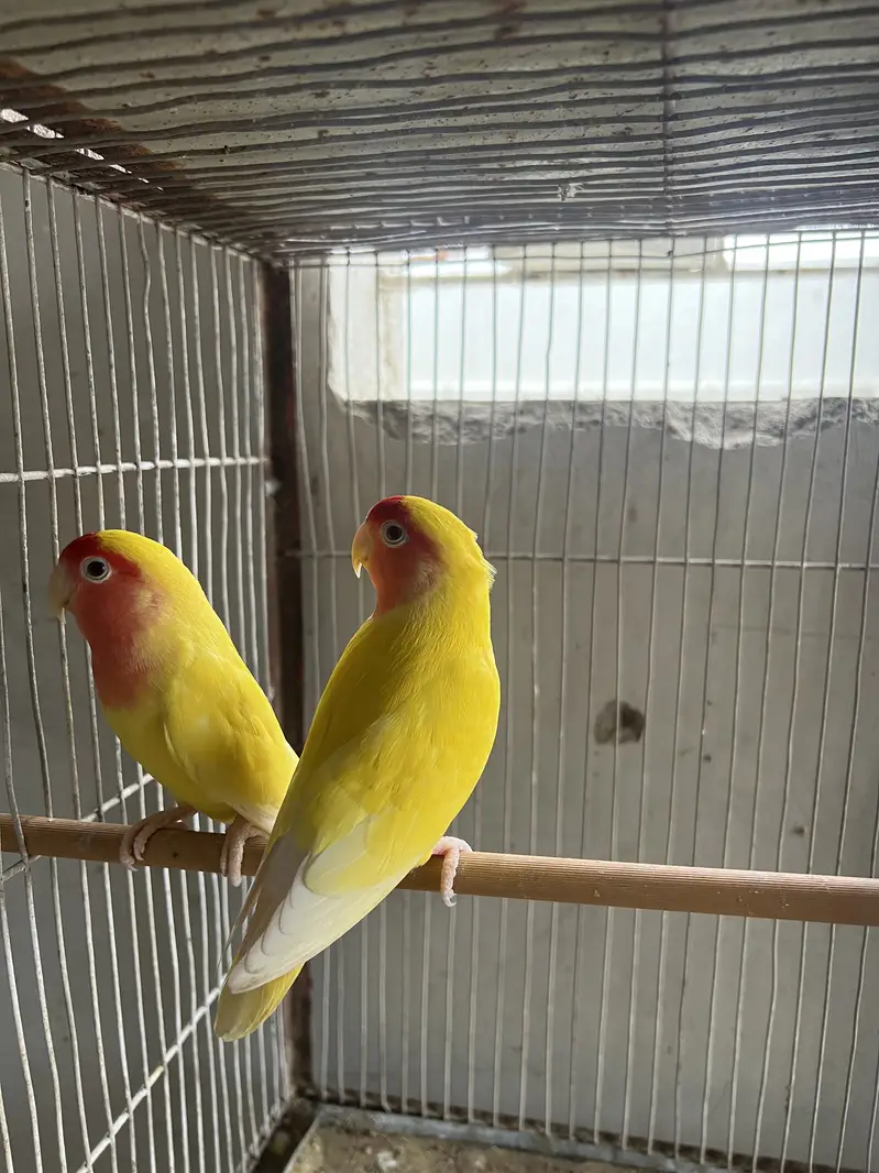 5 portion cage with lovebirds and cocktails — photo 7