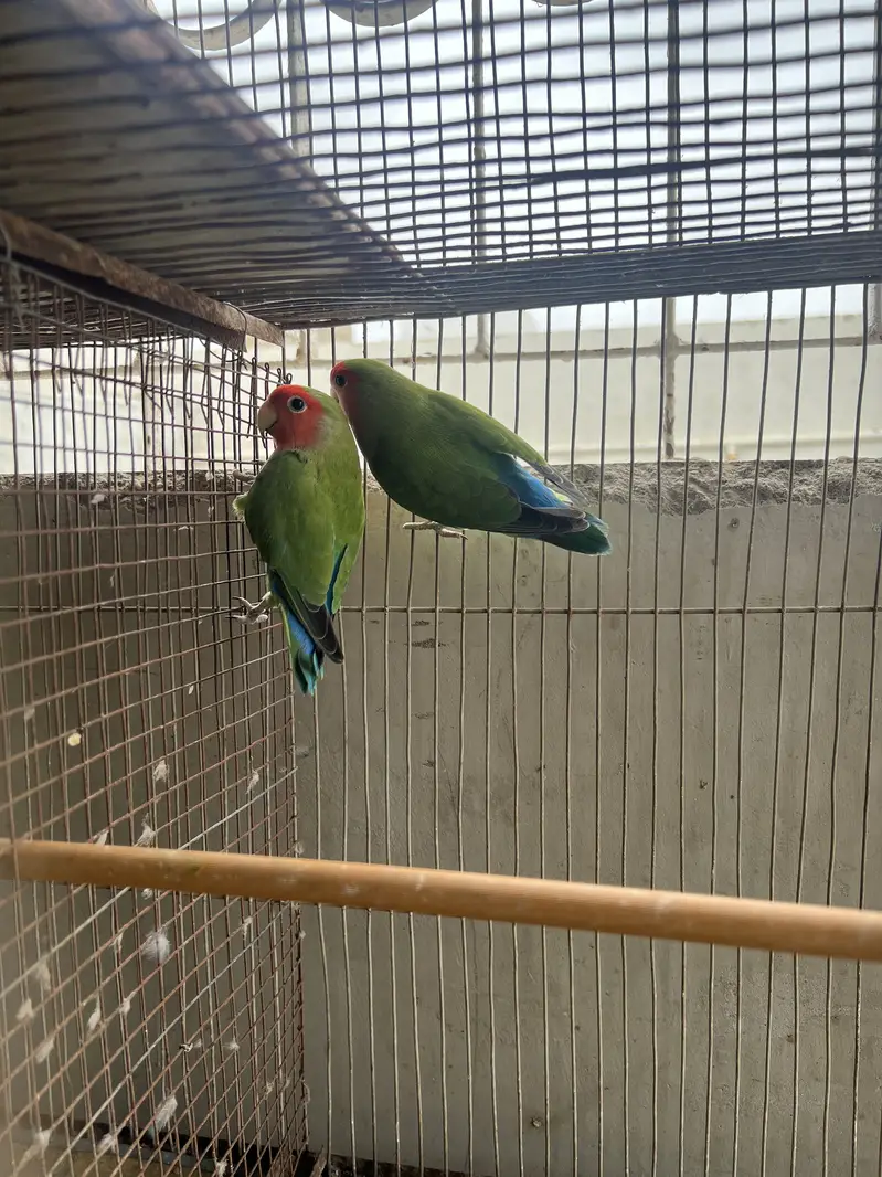 5 portion cage with lovebirds and cocktails — photo 8