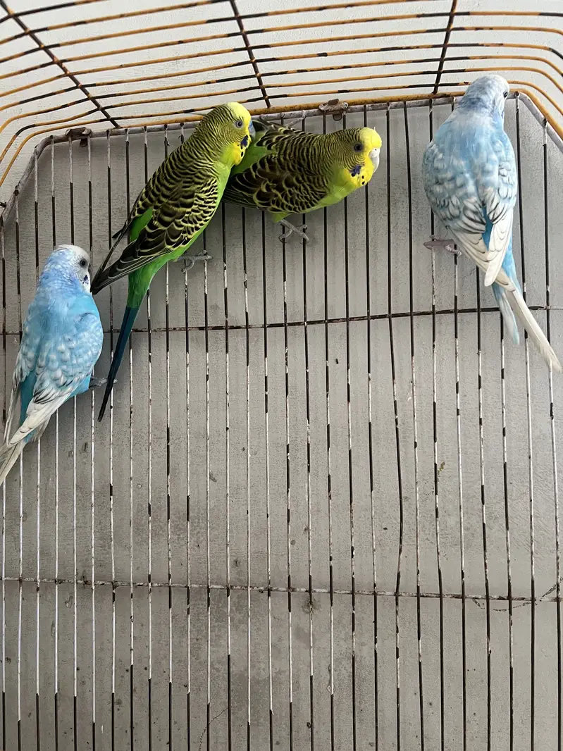 5 portion cage with lovebirds and cocktails — photo 9