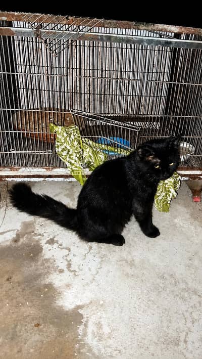 Beautiful Black Persian Cat for Sale