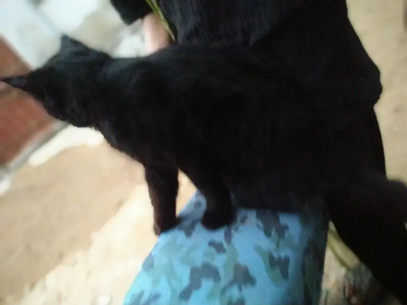 Beautiful Black Persian Cat for Sale — photo 2