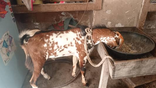 Breeder Quality Male teda