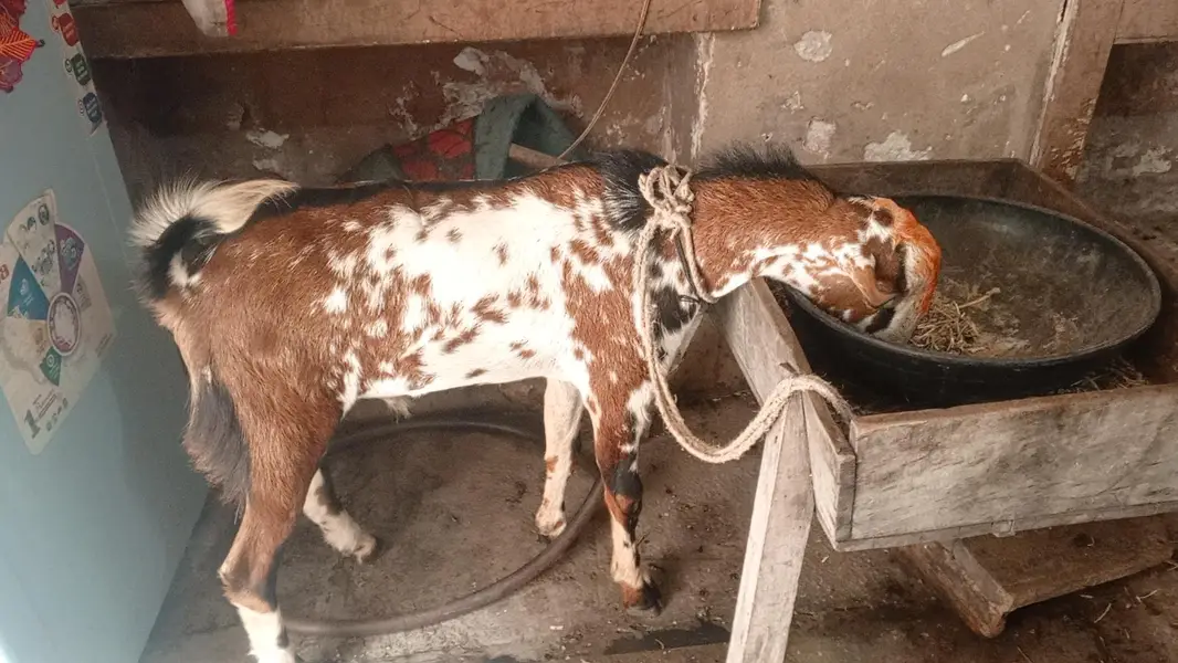 Breeder Quality Male teda — photo 2