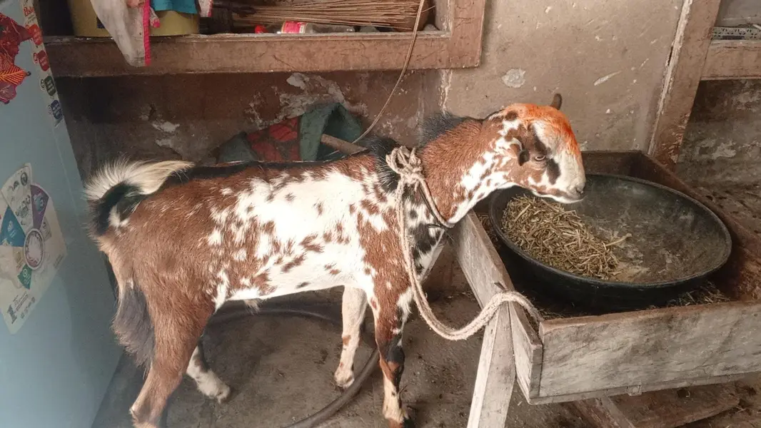 Breeder Quality Male teda — photo 3