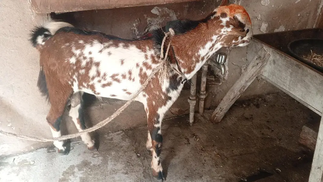 Breeder Quality Male teda — photo 4