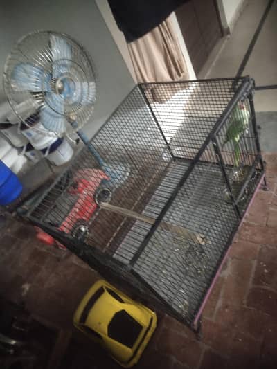 Faw Parrot Urgent Sale