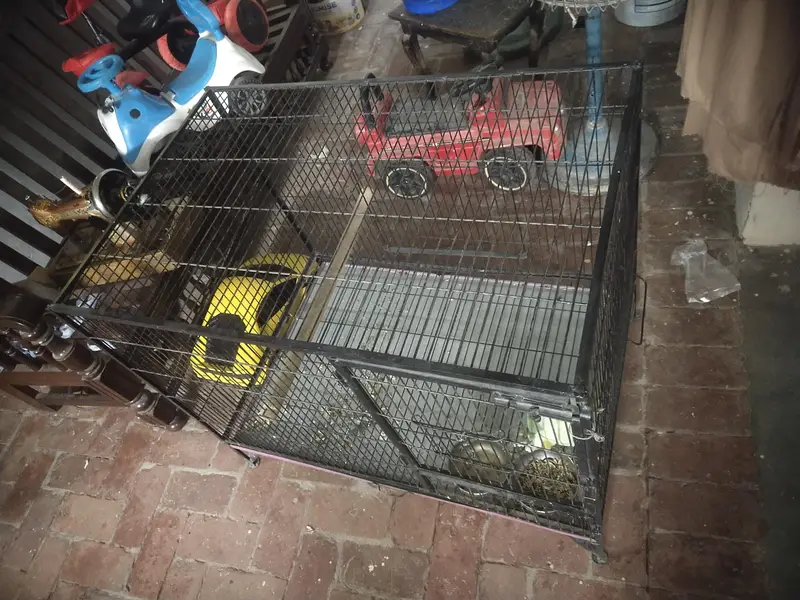 Faw Parrot Urgent Sale — photo 2