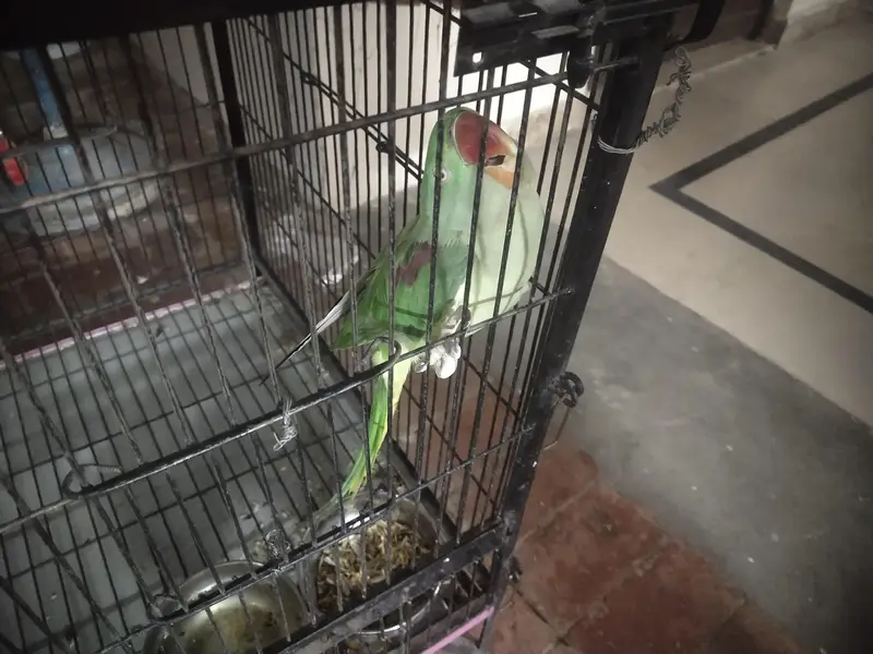 Faw Parrot Urgent Sale — photo 3