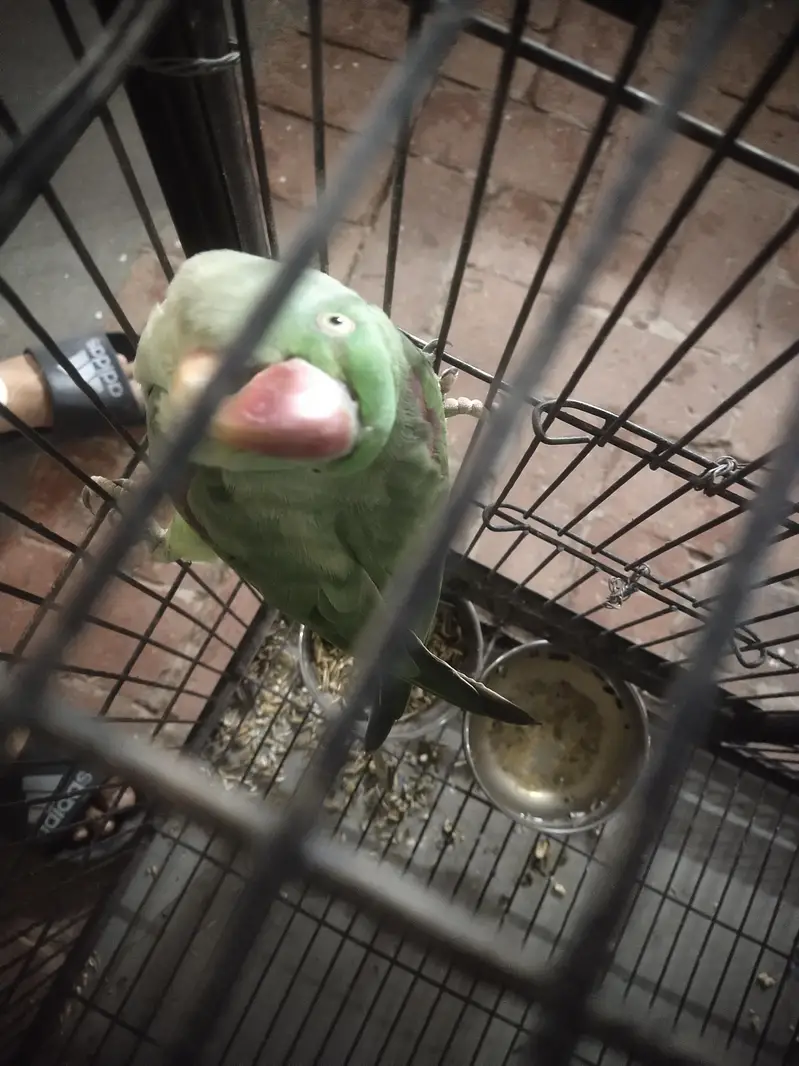 Faw Parrot Urgent Sale — photo 4
