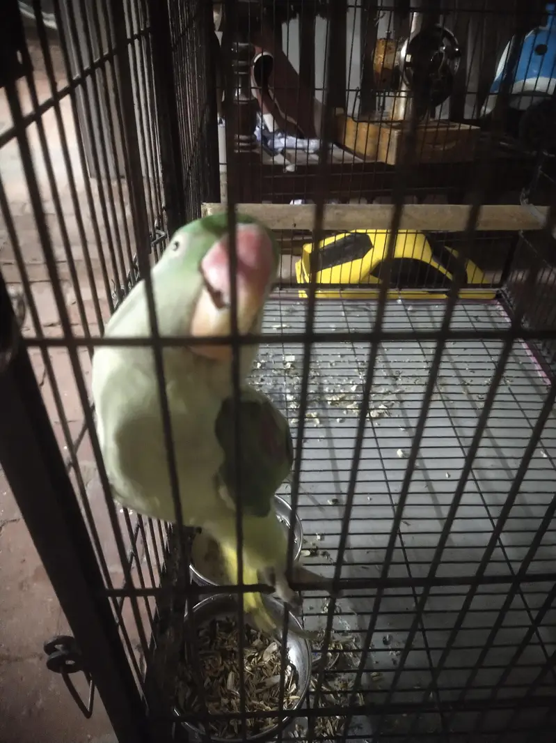 Faw Parrot Urgent Sale — photo 5