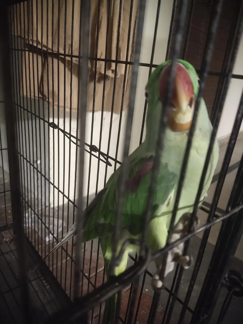 Faw Parrot Urgent Sale — photo 6