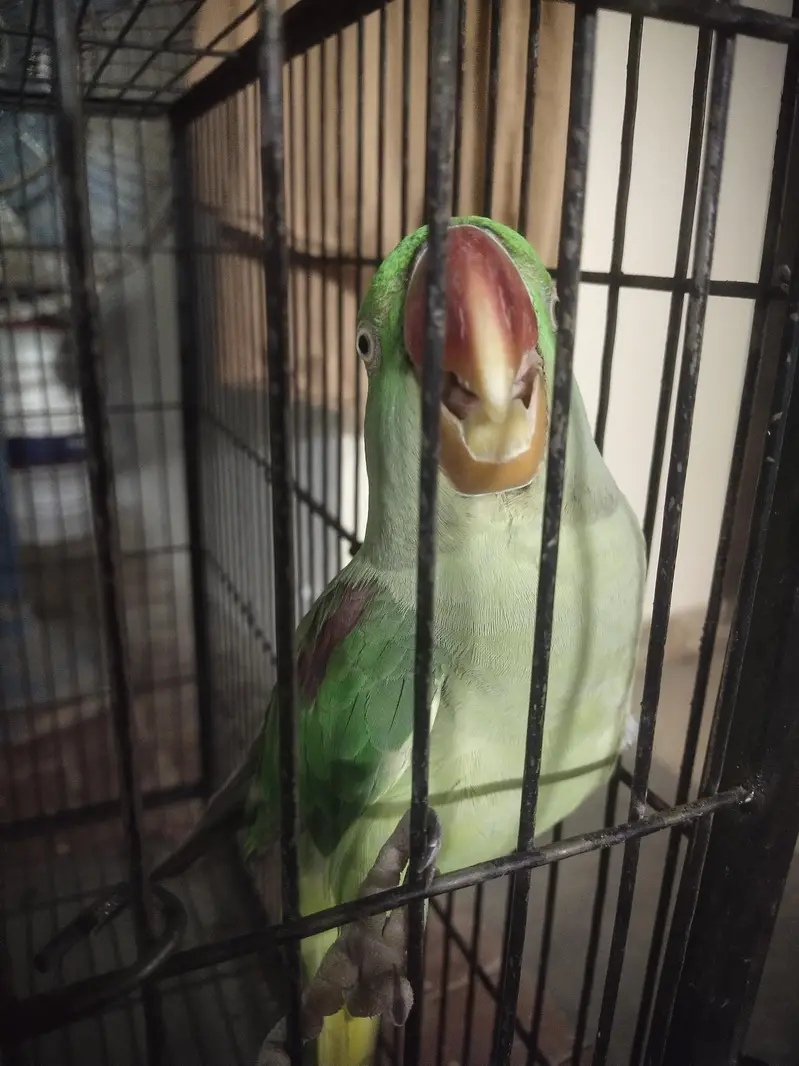 Faw Parrot Urgent Sale — photo 7