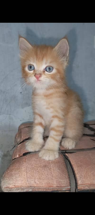 pure Persian female kitten. . .
