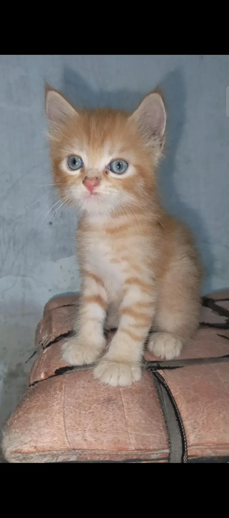 pure Persian female kitten. . . — photo 2