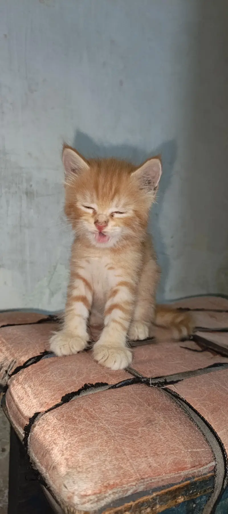 pure Persian female kitten. . . — photo 3