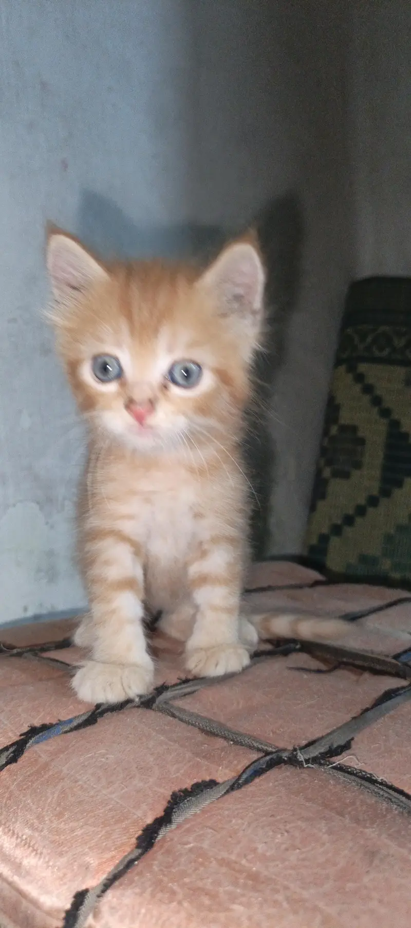pure Persian female kitten. . . — photo 4