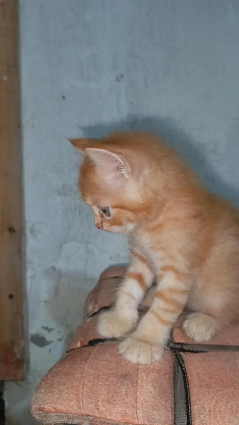 pure Persian female kitten. . . — photo 5