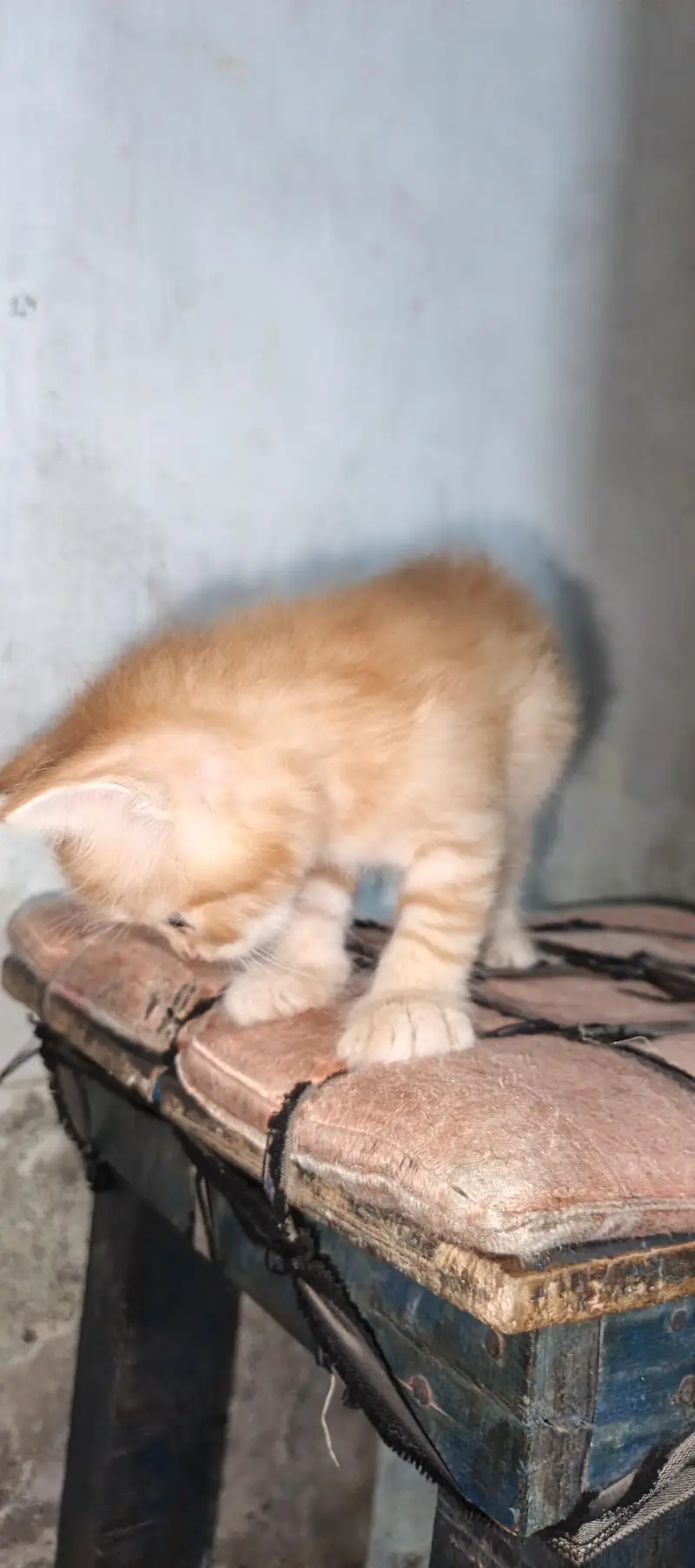 pure Persian female kitten. . . — photo 6