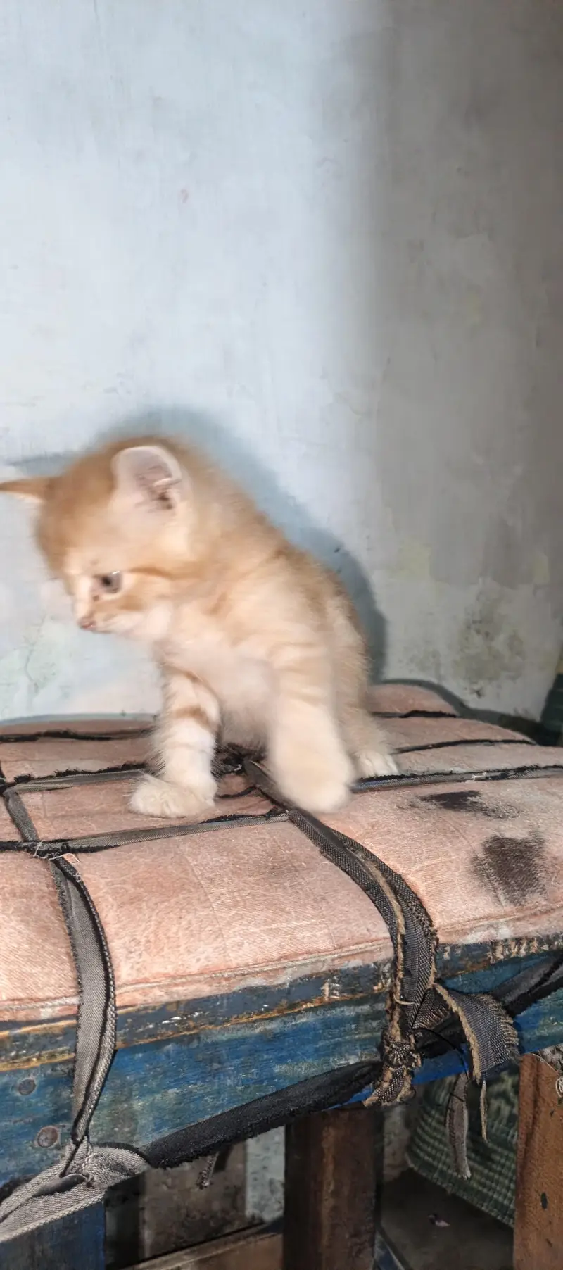 pure Persian female kitten. . . — photo 7