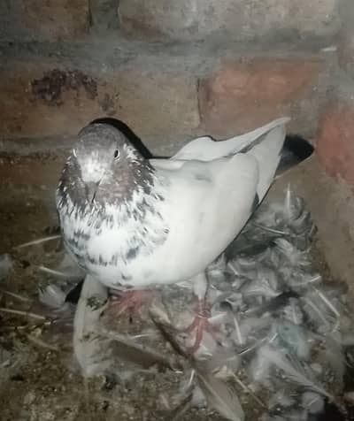 pigeon forsale