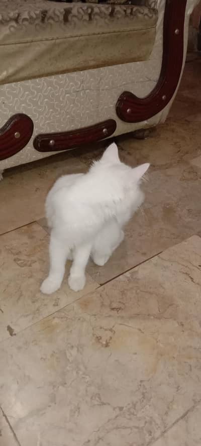 pure Persian cat female