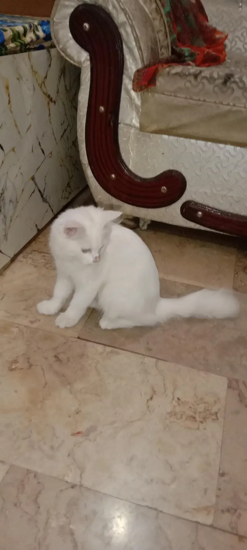 pure Persian cat female — photo 2