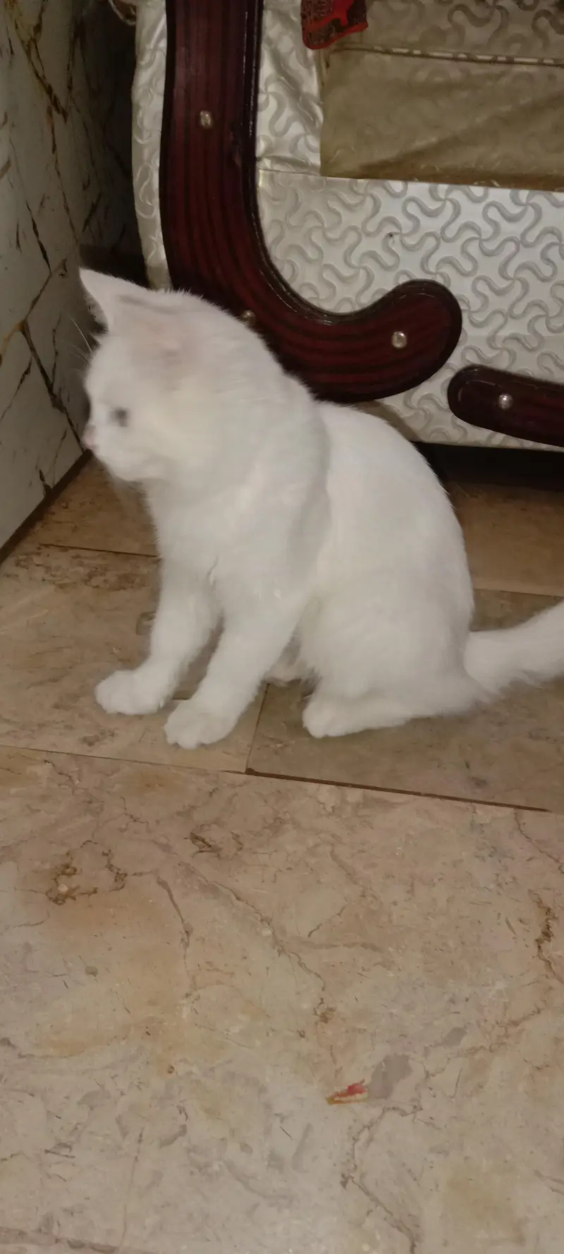 pure Persian cat female — photo 3