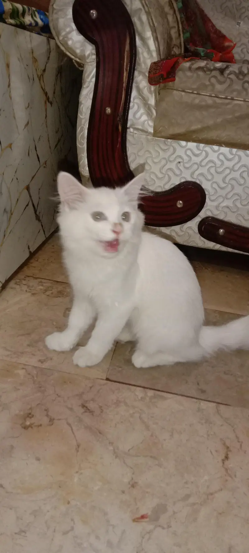 pure Persian cat female — photo 4