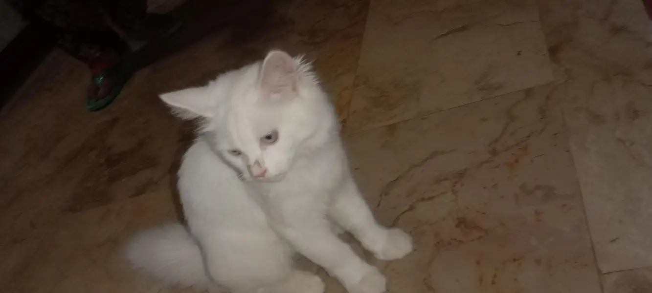 pure Persian cat female — photo 5