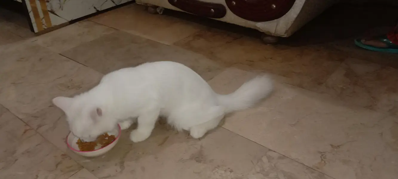 pure Persian cat female — photo 6