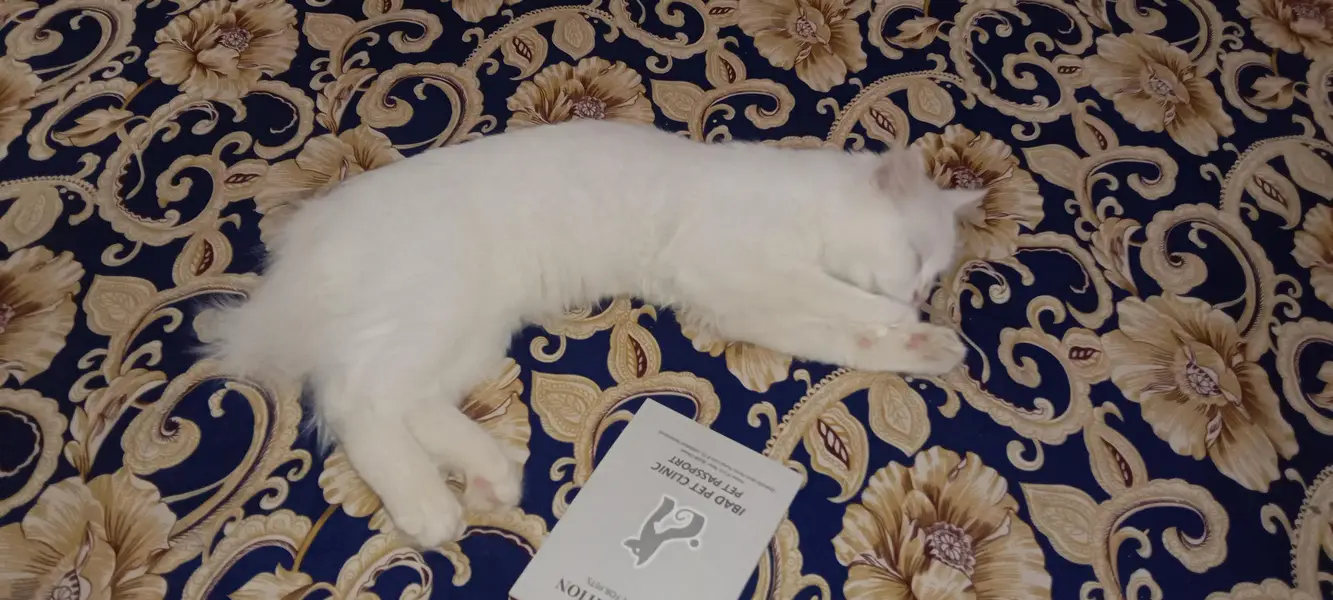 pure Persian cat female — photo 12